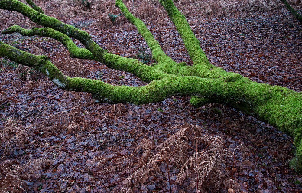Winter Green Fingers,  Bramshaw Wood